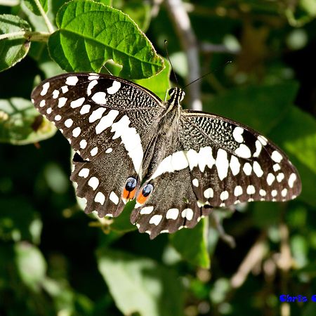 Sibuya Game Reserve And Lodge Кентон-он-Си Экстерьер фото