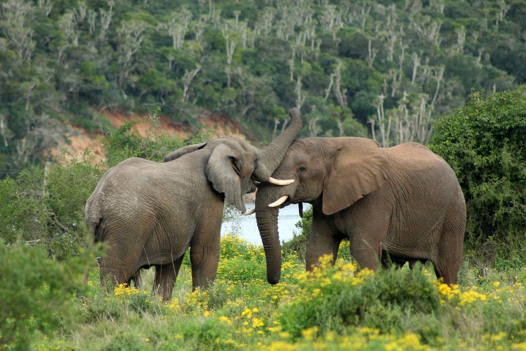 Sibuya Game Reserve And Lodge Кентон-он-Си Экстерьер фото