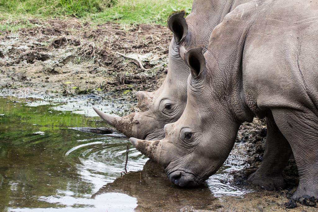 Sibuya Game Reserve And Lodge Кентон-он-Си Экстерьер фото